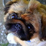 Pekingeser Dengse Ming Blach