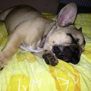 Fransk bulldog Manse