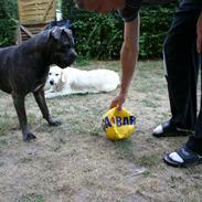 Cane corso Basse