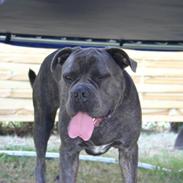 Cane corso Basse
