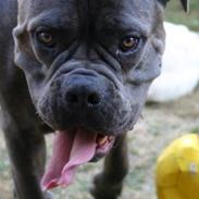 Cane corso Basse