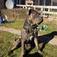Cane corso Basse
