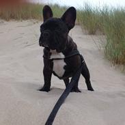 Fransk bulldog Nalle