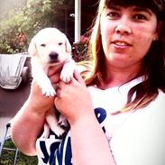 Labrador retriever futte