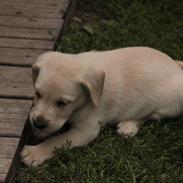 Labrador retriever futte