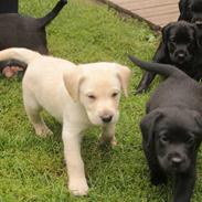 Labrador retriever futte