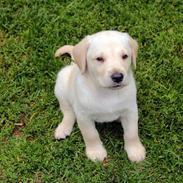 Labrador retriever futte