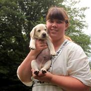 Labrador retriever futte