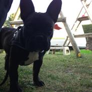 Fransk bulldog Nalle