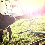 Fransk bulldog Nalle