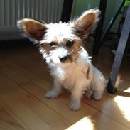 Blanding af racer Frida