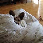 Blanding af racer Frida