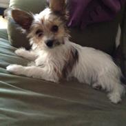 Blanding af racer Frida