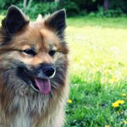 Islandsk fårehund Godrumgaards Hekla