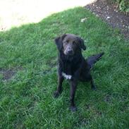 Blanding af racer Dia