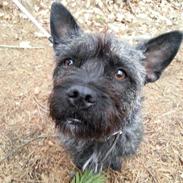 Blanding af racer Tøzen