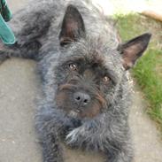 Blanding af racer Tøzen