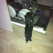 Blanding af racer Tøzen