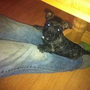 Blanding af racer Tøzen