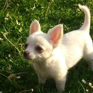 Chihuahua La Chicoree´s My Mynthe Star.