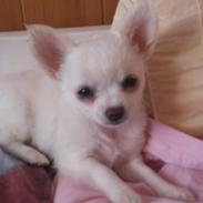 Chihuahua La Chicoree´s My Mynthe Star.