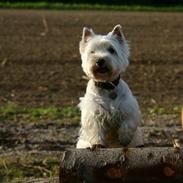 West highland white terrier Emma *Vaffe*