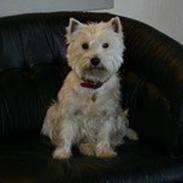 West highland white terrier Emma *Vaffe*