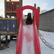 West highland white terrier Emma *Vaffe*