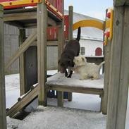 West highland white terrier Emma *Vaffe*