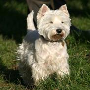 West highland white terrier Emma *Vaffe*