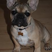Fransk bulldog Manse