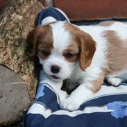 Cavalier king charles spaniel Tulle