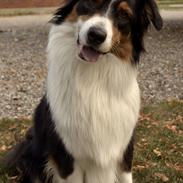 Australian shepherd Cash (Cassie)