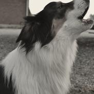 Australian shepherd Cash (Cassie)