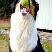 Australian shepherd Cash (Cassie)