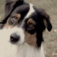 Australian shepherd Cash (Cassie)