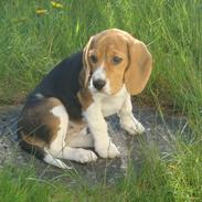 Beagle Nala