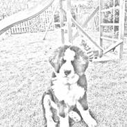 Berner sennenhund Desi