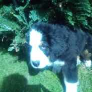 Berner sennenhund Desi