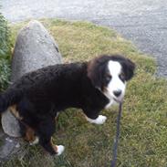 Berner sennenhund Desi