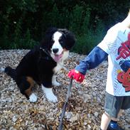 Berner sennenhund Desi