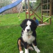 Berner sennenhund Desi