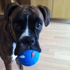 Boxer Emmi (Elipets Emily)