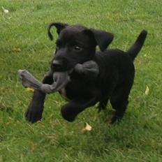 Patterdale terrier Mr. Nuttall