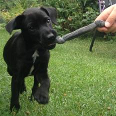 Patterdale terrier Mr. Nuttall