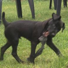 Patterdale terrier Mr. Nuttall