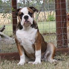 Olde english bulldogge Østergaard's Lilli