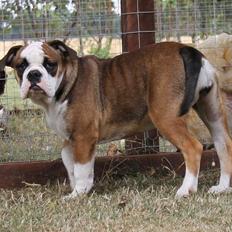 Olde english bulldogge Østergaard's Lilli