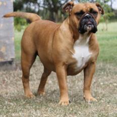 Olde english bulldogge Østergaards Oliva/Cherie