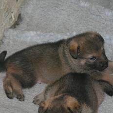 Schæferhund Jen-ager's Zam